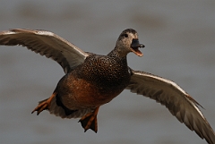 David Plant Photography - Wildlife Photography - Gadwall - H